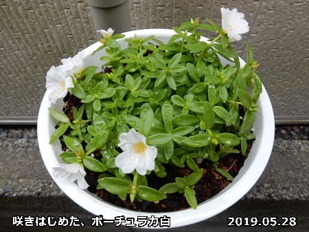 ポーチュラカを楽しむ その３ 自然とともに生きる
