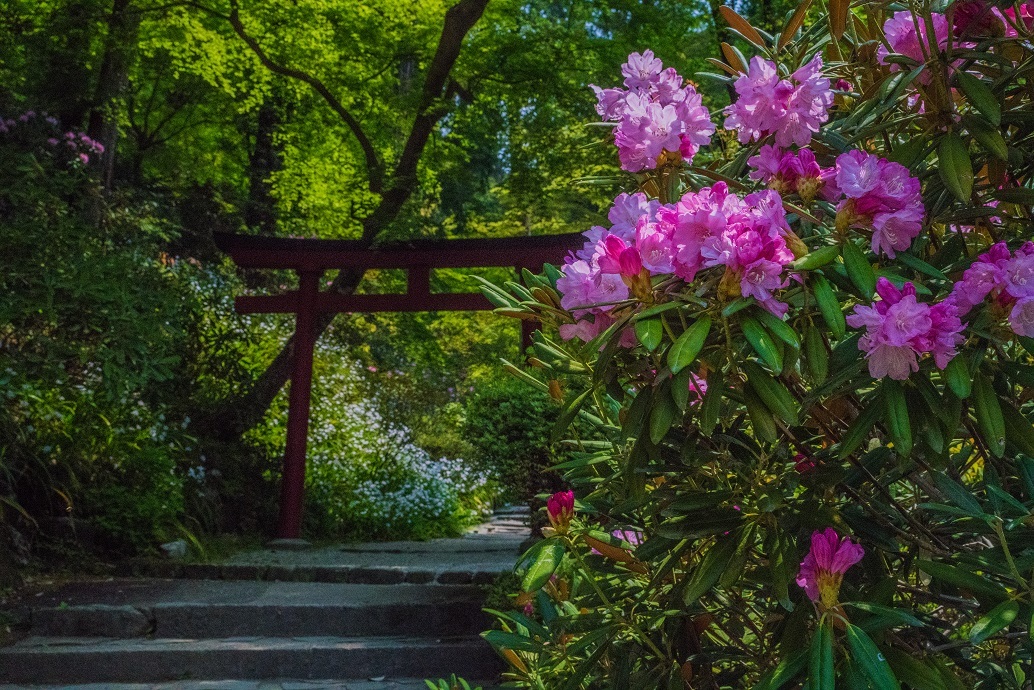 岡寺の石楠花とシャガの花_e0363038_11161719.jpg