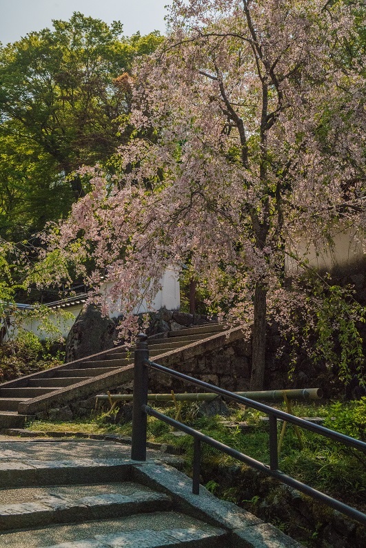 岡寺の石楠花とシャガの花_e0363038_11162873.jpg
