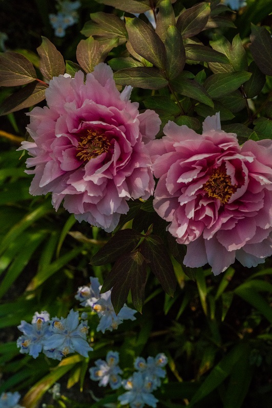 岡寺の石楠花とシャガの花_e0363038_11163249.jpg