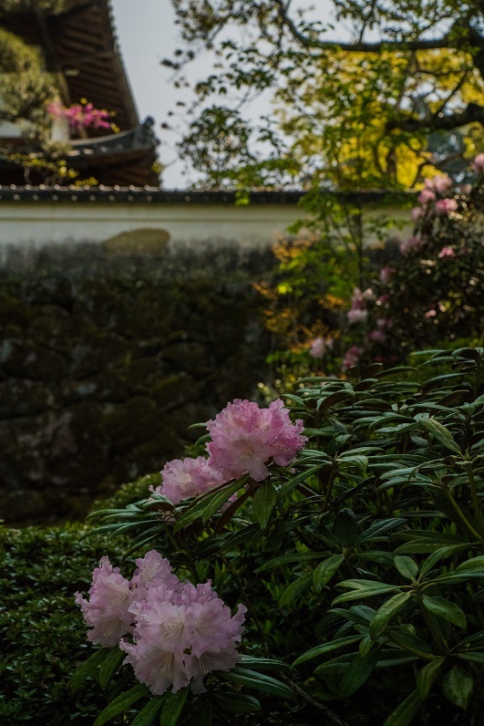 岡寺の石楠花とシャガの花_e0363038_11163601.jpg