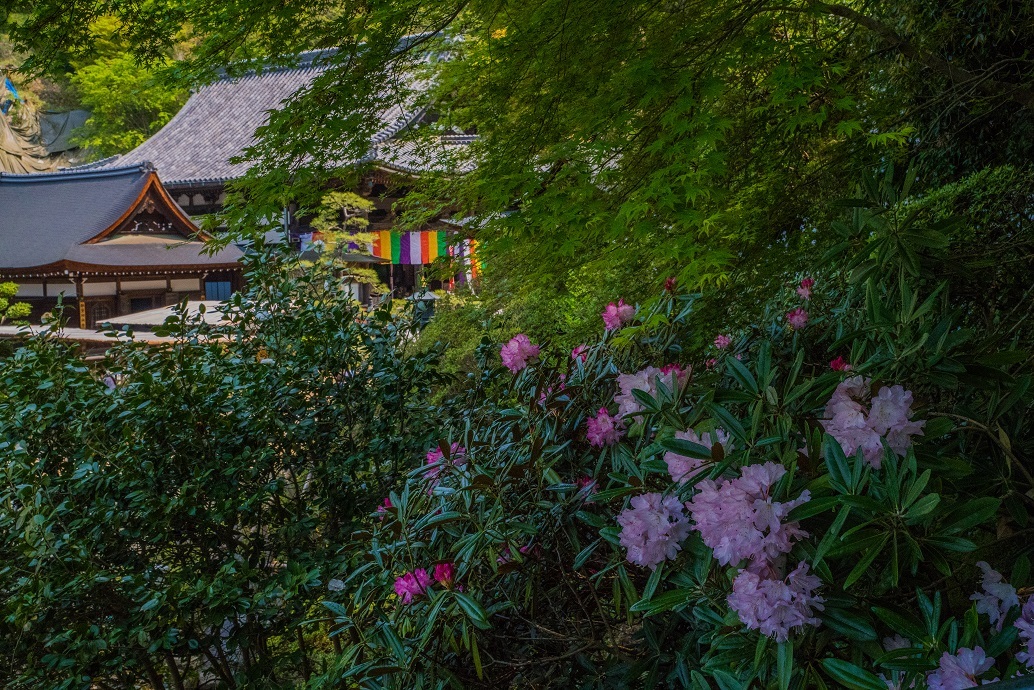 岡寺の石楠花とシャガの花_e0363038_11164068.jpg