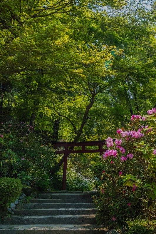 岡寺の石楠花とシャガの花_e0363038_11164400.jpg