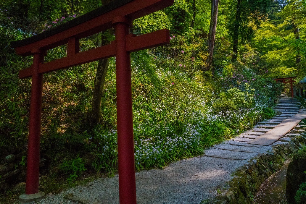 岡寺の石楠花とシャガの花_e0363038_11164855.jpg