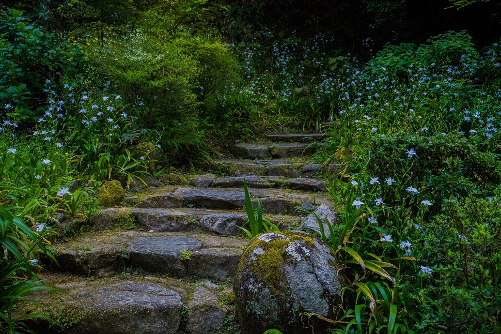 岡寺の石楠花とシャガの花_e0363038_11165202.jpg