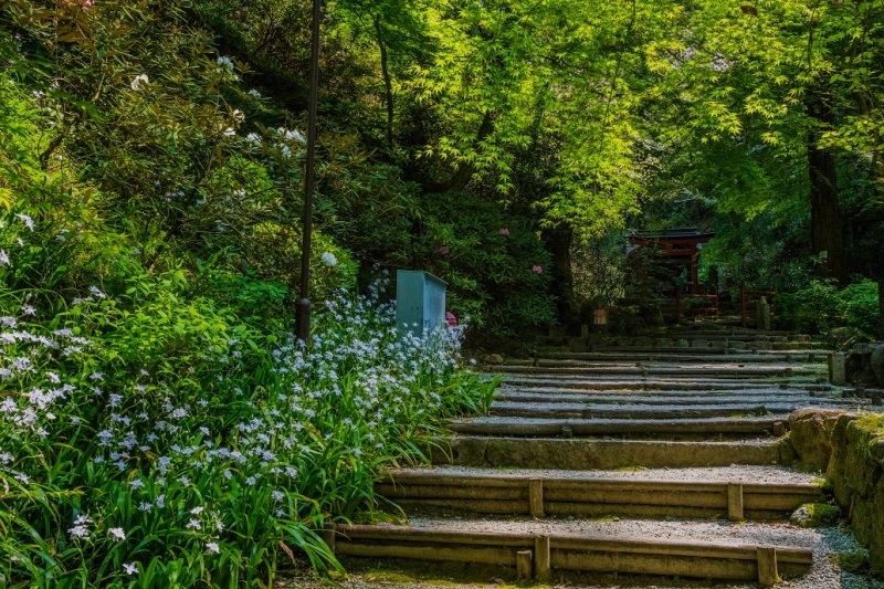 岡寺の石楠花とシャガの花_e0363038_11165625.jpg