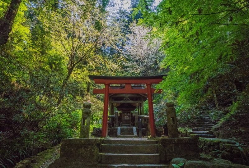 岡寺の石楠花とシャガの花_e0363038_11170032.jpg