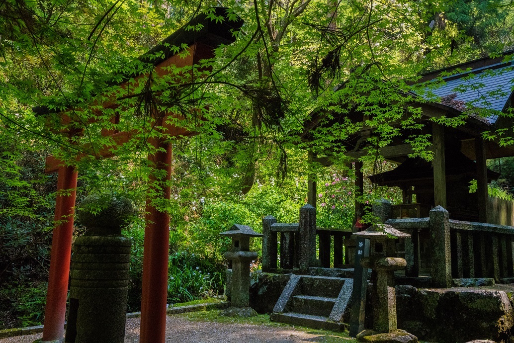 岡寺の石楠花とシャガの花_e0363038_11170498.jpg