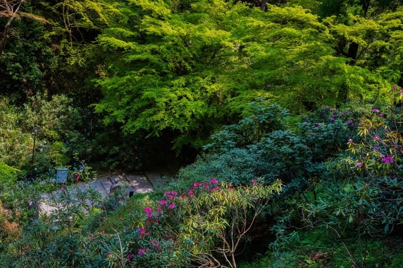 岡寺の石楠花とシャガの花_e0363038_11171990.jpg