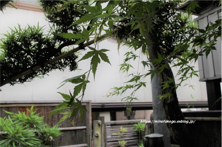 梅雨入り前の家仕事 青もみじの庭_e0343145_15405575.jpg
