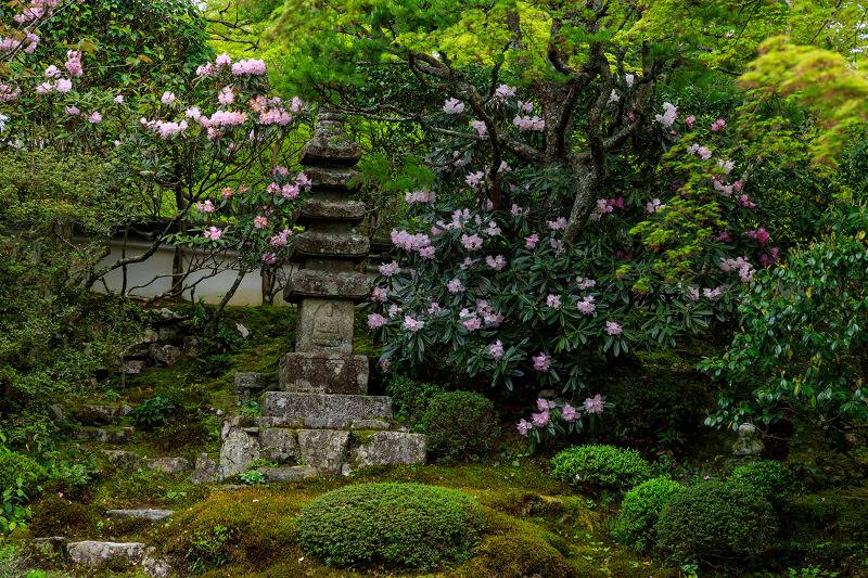 実光院の春の花たち_f0155048_23304849.jpg