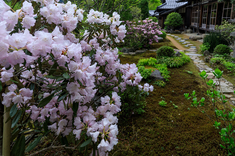 実光院の春の花たち_f0155048_23325941.jpg