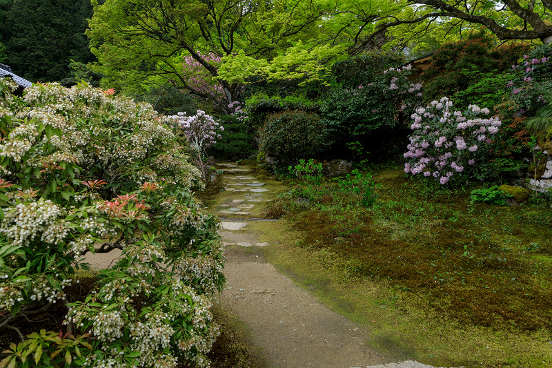 実光院の春の花たち_f0155048_23333838.jpg