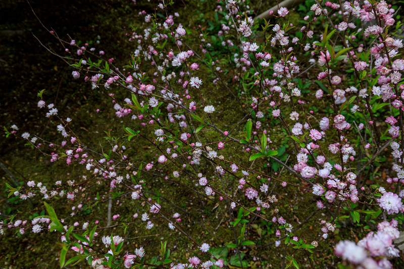 実光院の春の花たち_f0155048_23373968.jpg