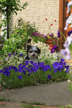 5月の庭で♪・PART3_c0145250_11155710.gif