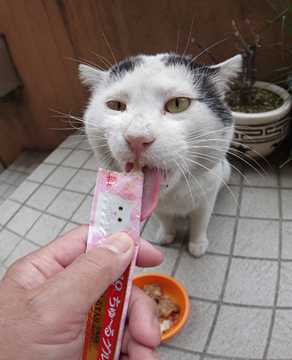 初ちゅーる_a0028451_13174391.jpg