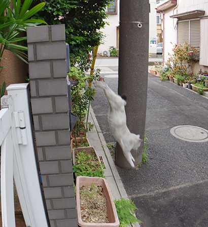 初ちゅーる_a0028451_13300813.jpg