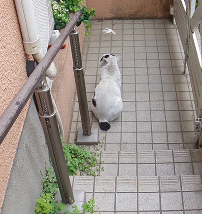 初ちゅーる_a0028451_13300865.jpg