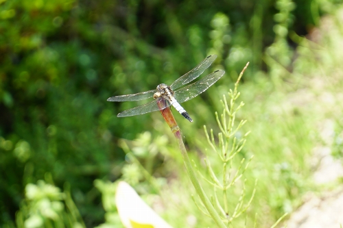 水田公園_d0360059_5302688.jpg