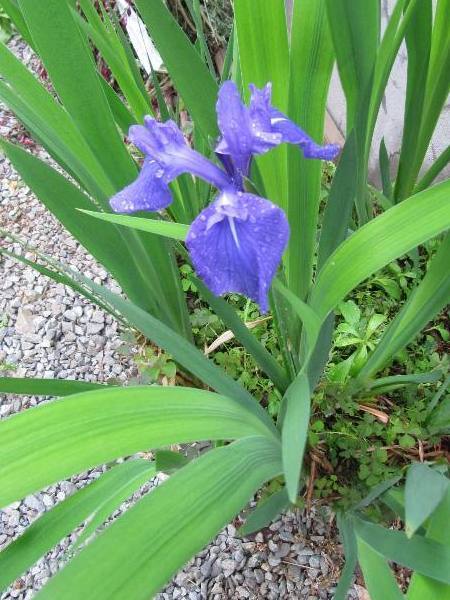 かきつばた 四季咲きと袖の香 アヤメ科 雪国の四季を彩る花木たちと