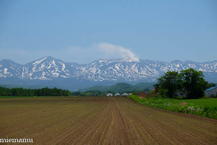 十勝岳連峰の雪渓～5月の美瑛_d0340565_19562875.jpg