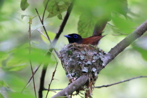 サンコウチョウ_e0364667_17390112.jpg