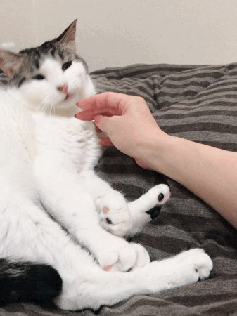 クランのあしあと クランのあしあと