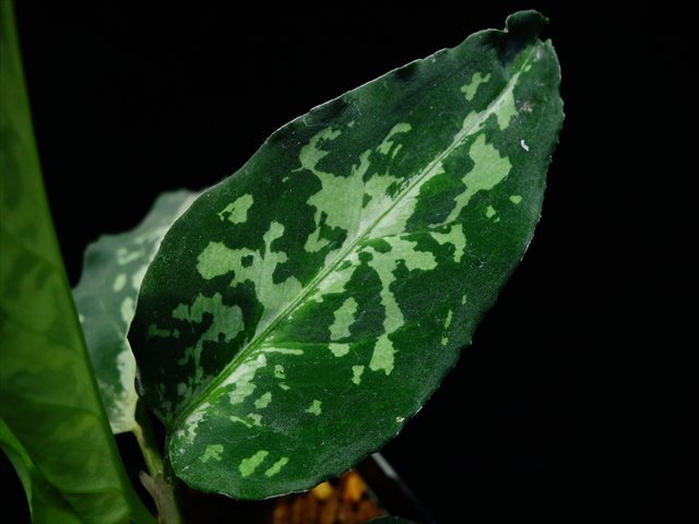 a0067578_00333436.jpg