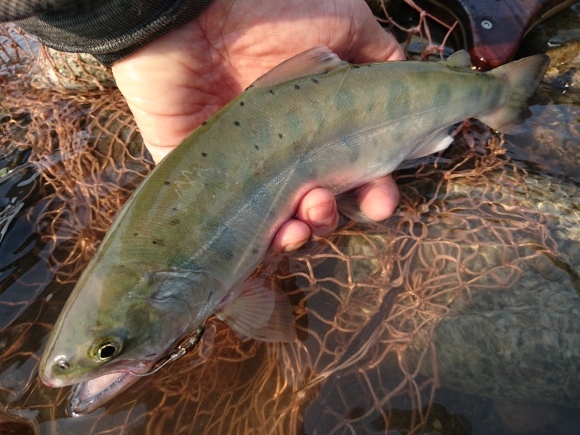 c0157482_10162817.jpg