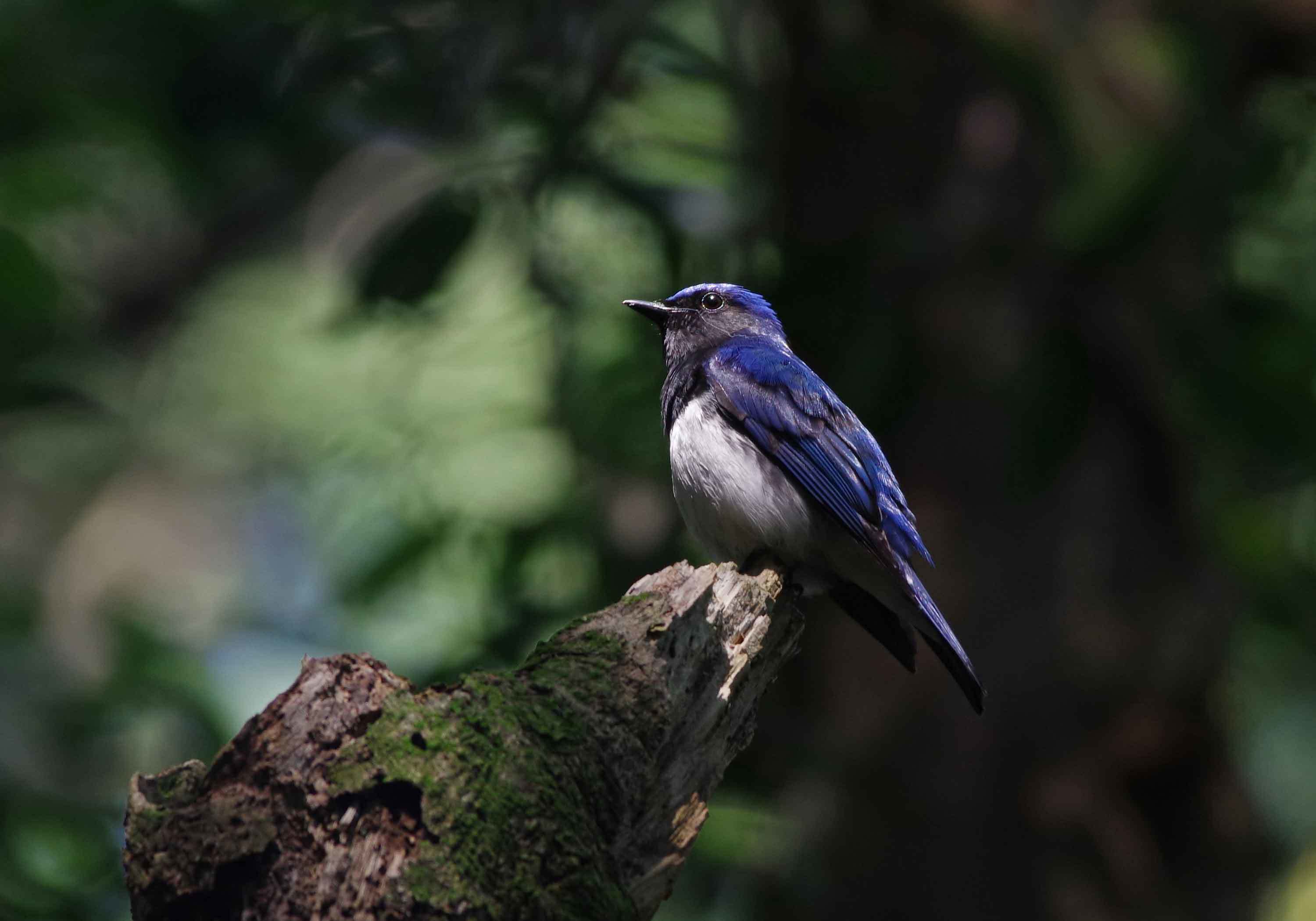 2019年　　5月　　　野鳥_c0176183_13225648.jpg