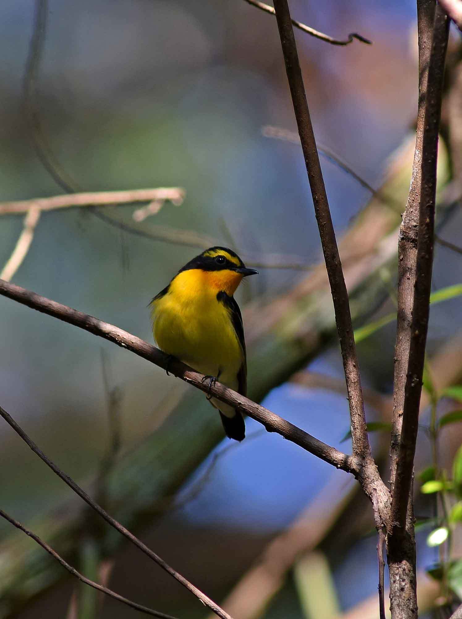 2019年　　5月　　　野鳥_c0176183_13284468.jpg