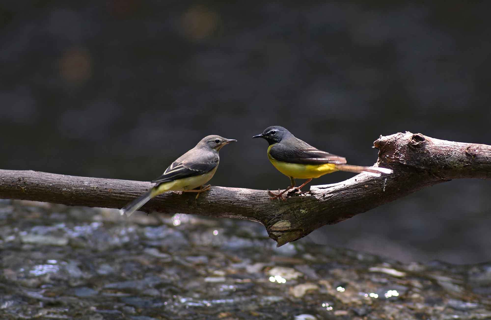 2019年　　5月　　　野鳥_c0176183_13313915.jpg