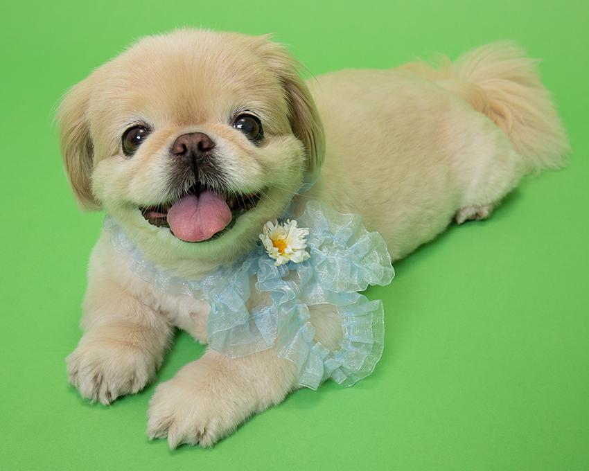 ペキニーズ チワワ いとしい犬たちのフォトブログ