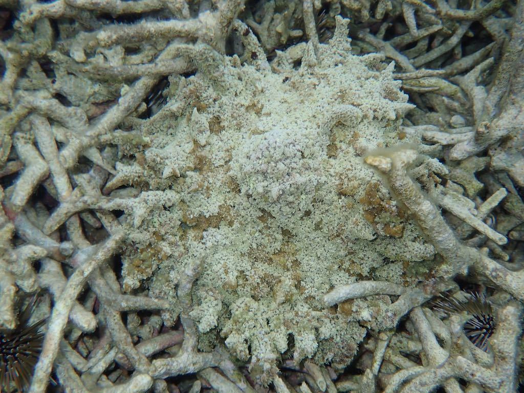 奄美大島 撮影日記