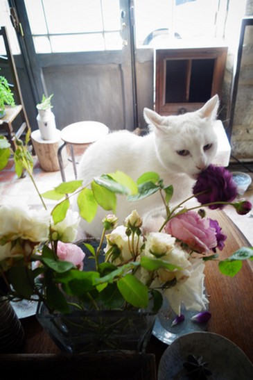 薔薇を食べる猫　Un chat qui mange les roses_e0206902_0335667.jpg