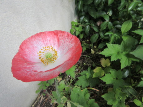 柿の雌花・雄花、ひなげしなど_a0203003_10425526.jpg
