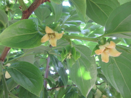 柿の雌花・雄花、ひなげしなど_a0203003_10434560.jpg