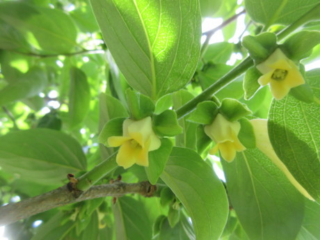 柿の雌花・雄花、ひなげしなど_a0203003_10440031.jpg