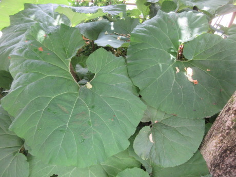 柿の雌花・雄花、ひなげしなど_a0203003_10442359.jpg