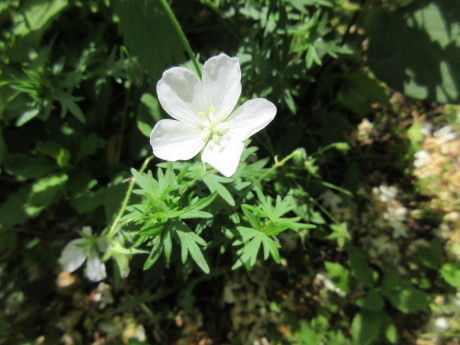 柿の雌花・雄花、ひなげしなど_a0203003_10444481.jpg