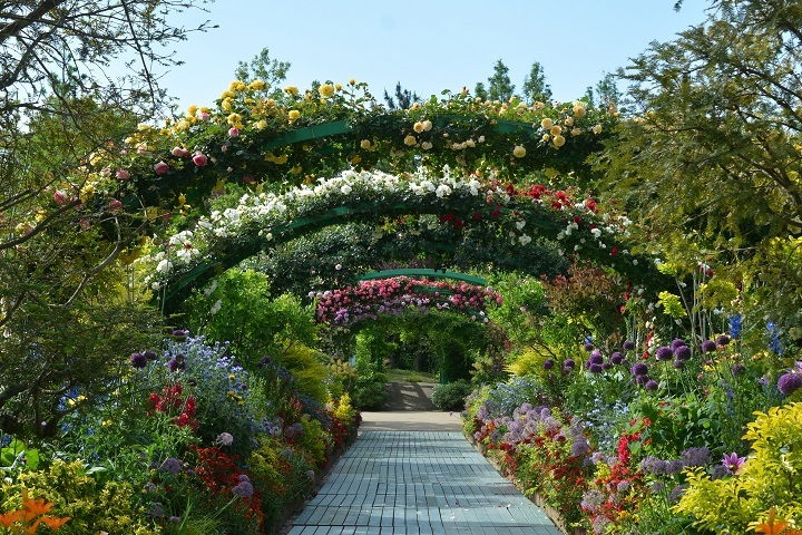 涌谷より花友来園_d0117404_16201632.jpg