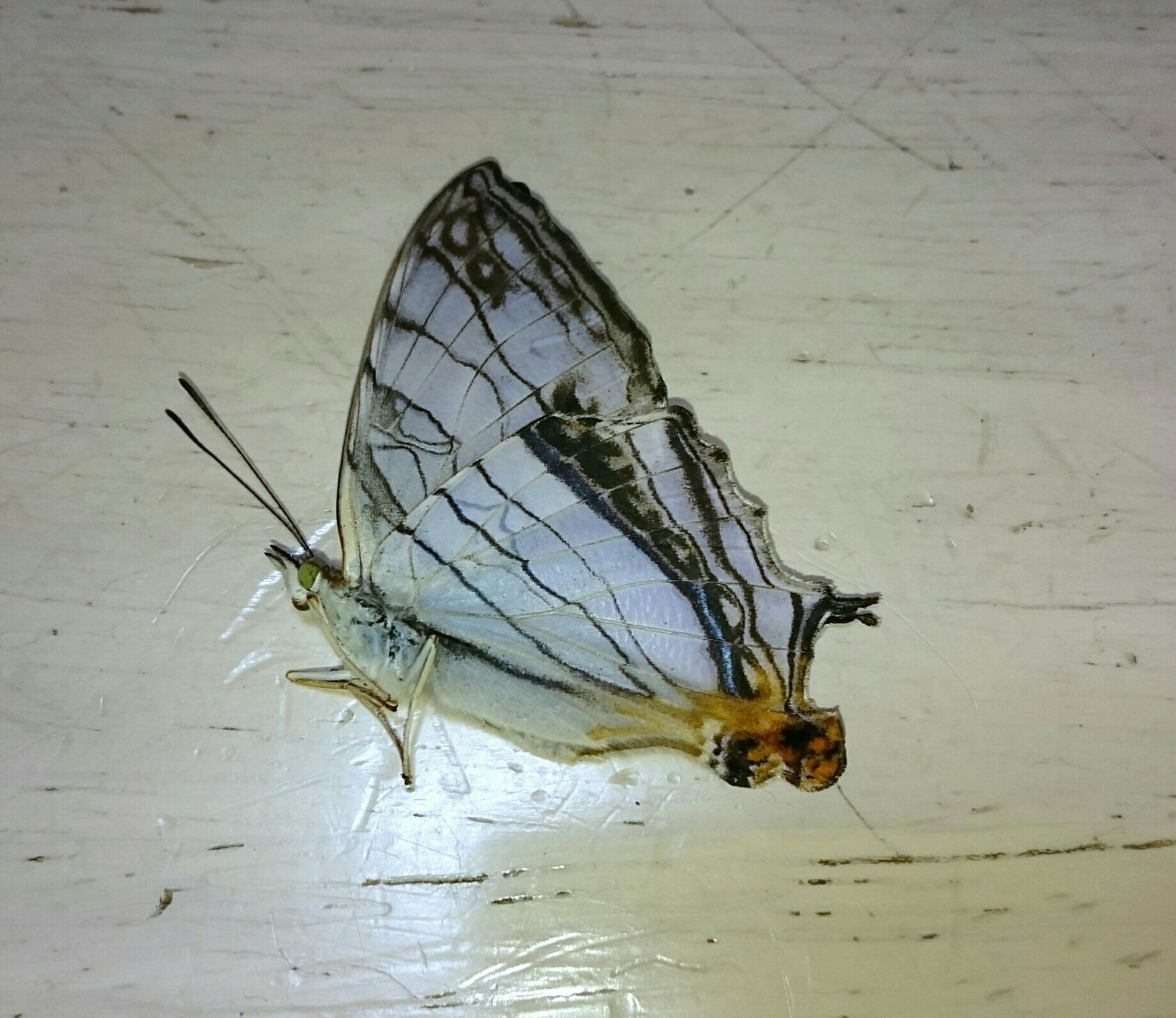 a0361610_15303468.jpg