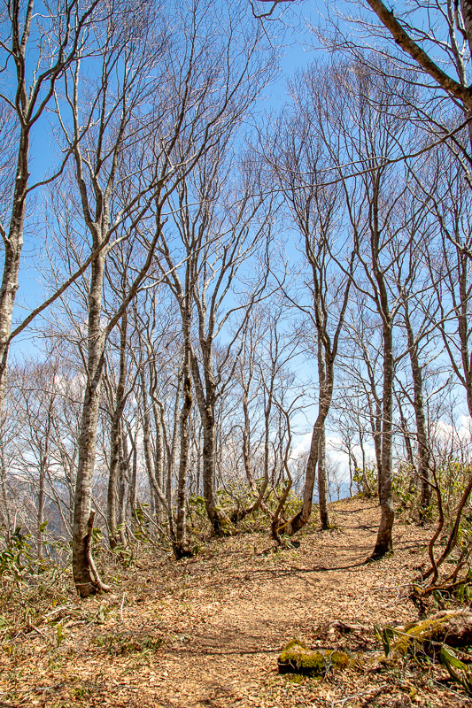 天辺へ　天蓋山_b0244811_03552232.jpg