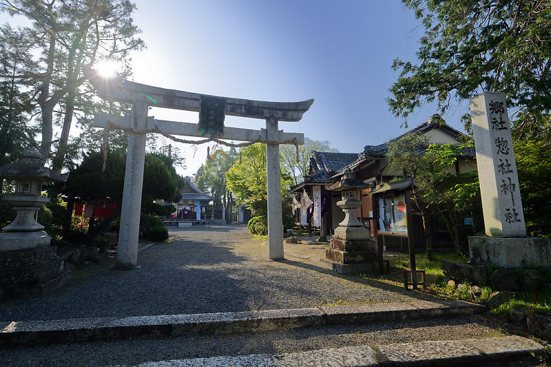 初夏の花巡り・藤@惣社神社_f0032011_22271074.jpg