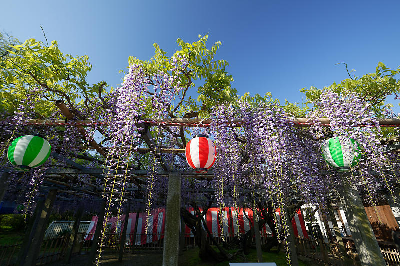 初夏の花巡り・藤@惣社神社_f0032011_22271119.jpg