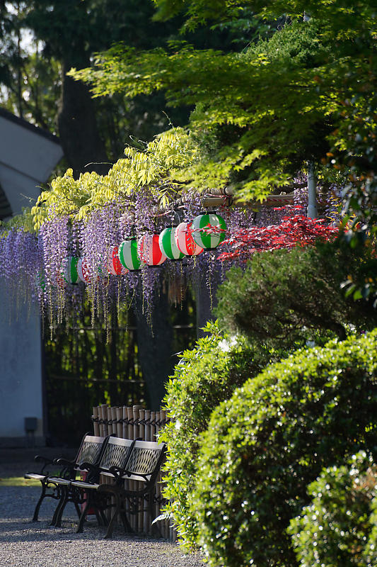 初夏の花巡り・藤@惣社神社_f0032011_22271146.jpg