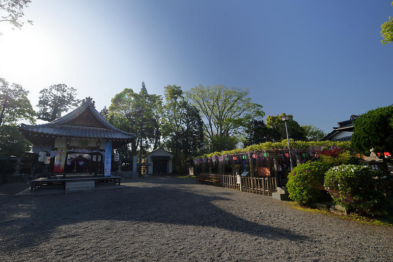 初夏の花巡り・藤@惣社神社_f0032011_22373808.jpg