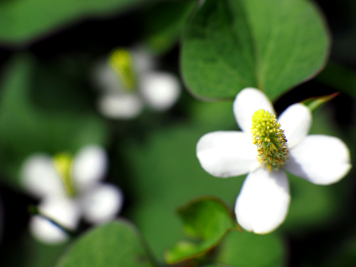 庭先の薬の花　十薬（5月29日）_a0023315_15464115.jpg