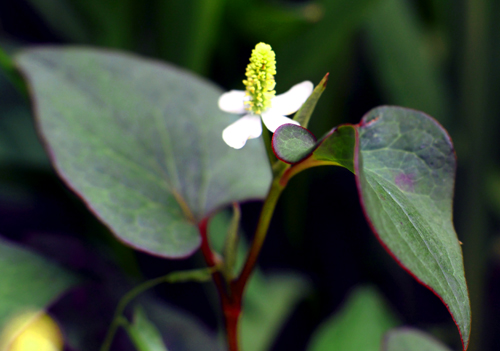 庭先の薬の花　十薬（5月29日）_a0023315_15465252.jpg