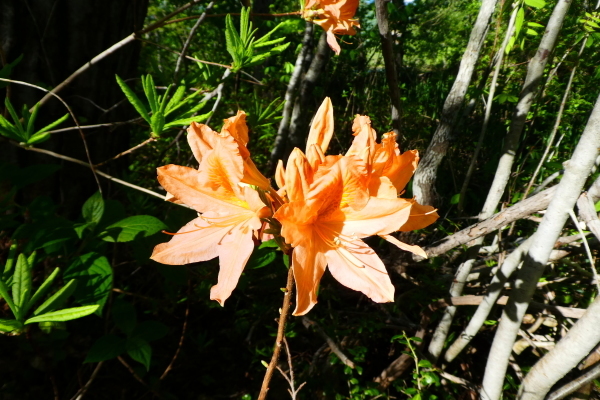 d0170615_06071920.jpg